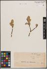 Foto von Salix caprea L.